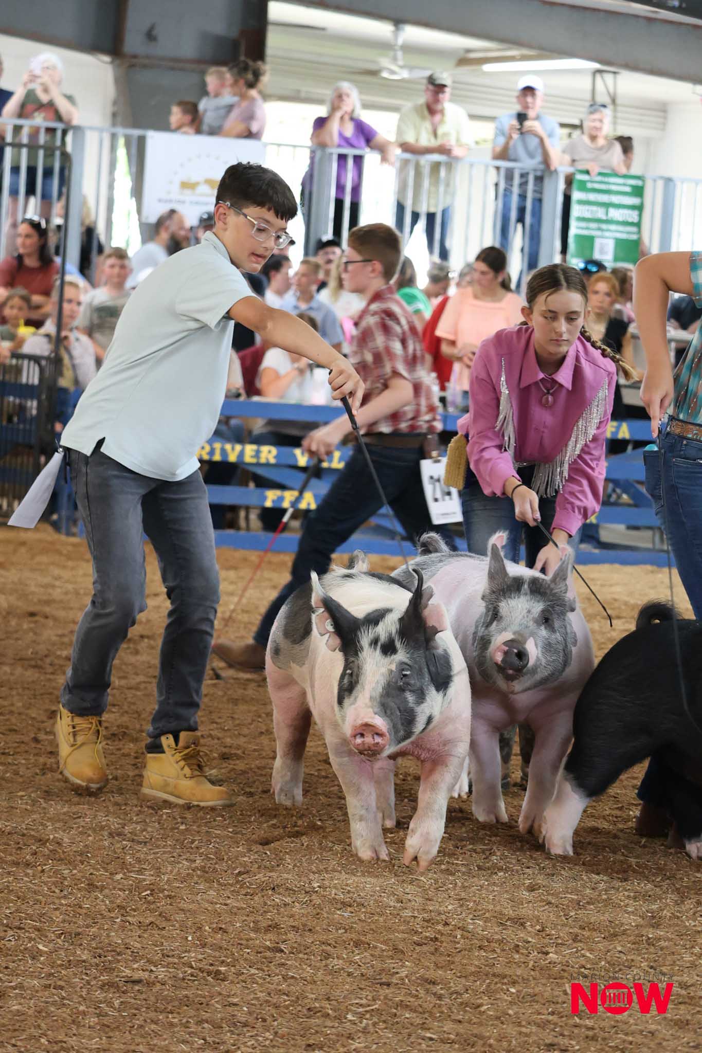 Young man and woman guide small pigs through a crowded indoor livestock show as spectators watch from behind a fence.