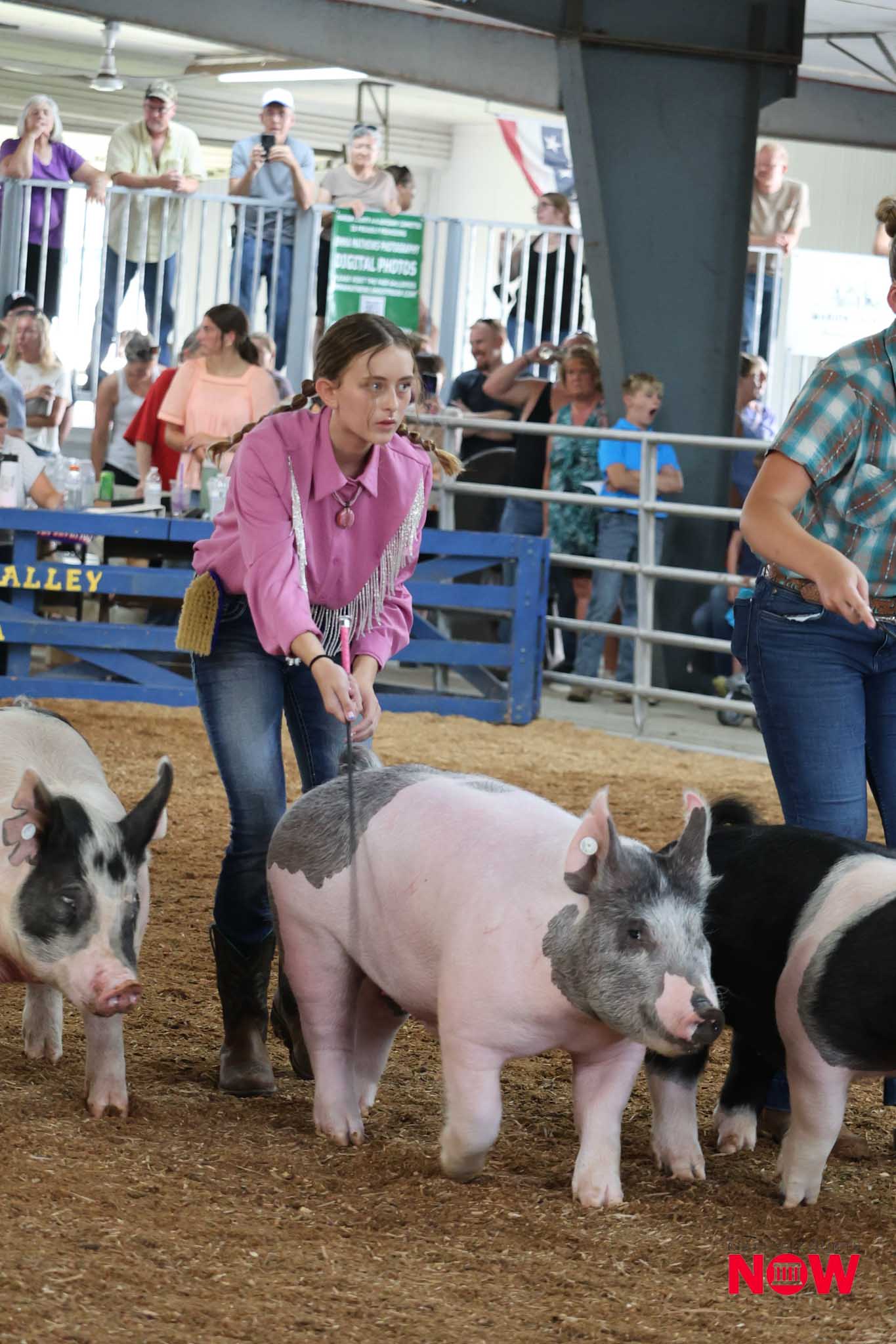 Young girl in a pink shirt leads a group of piglets in an indoor livestock show while spectators watch from behind a railing.
