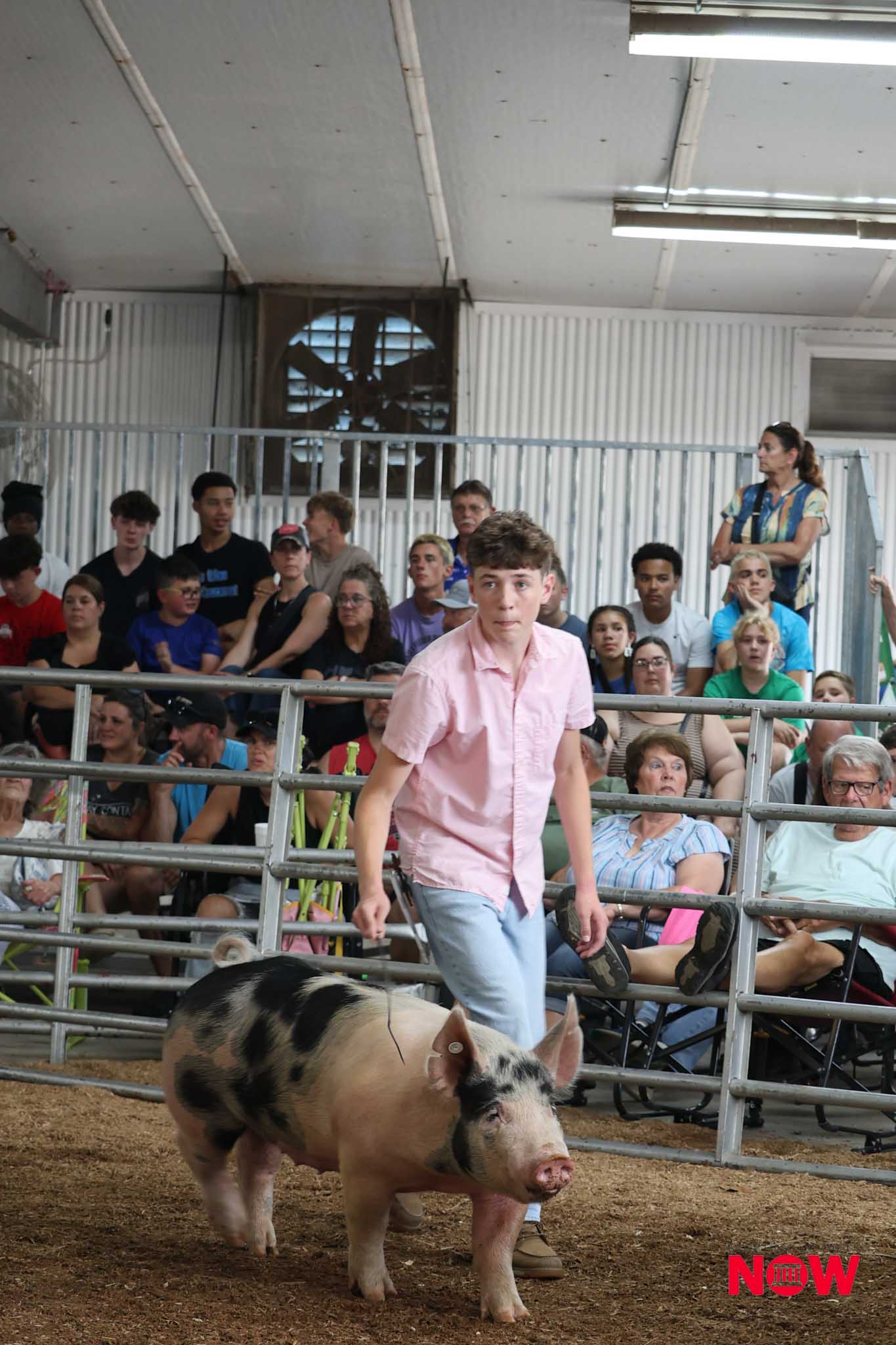 Young man in a pink shirt walks beside a pig inside a metal-fenced pen at a crowded livestock show.