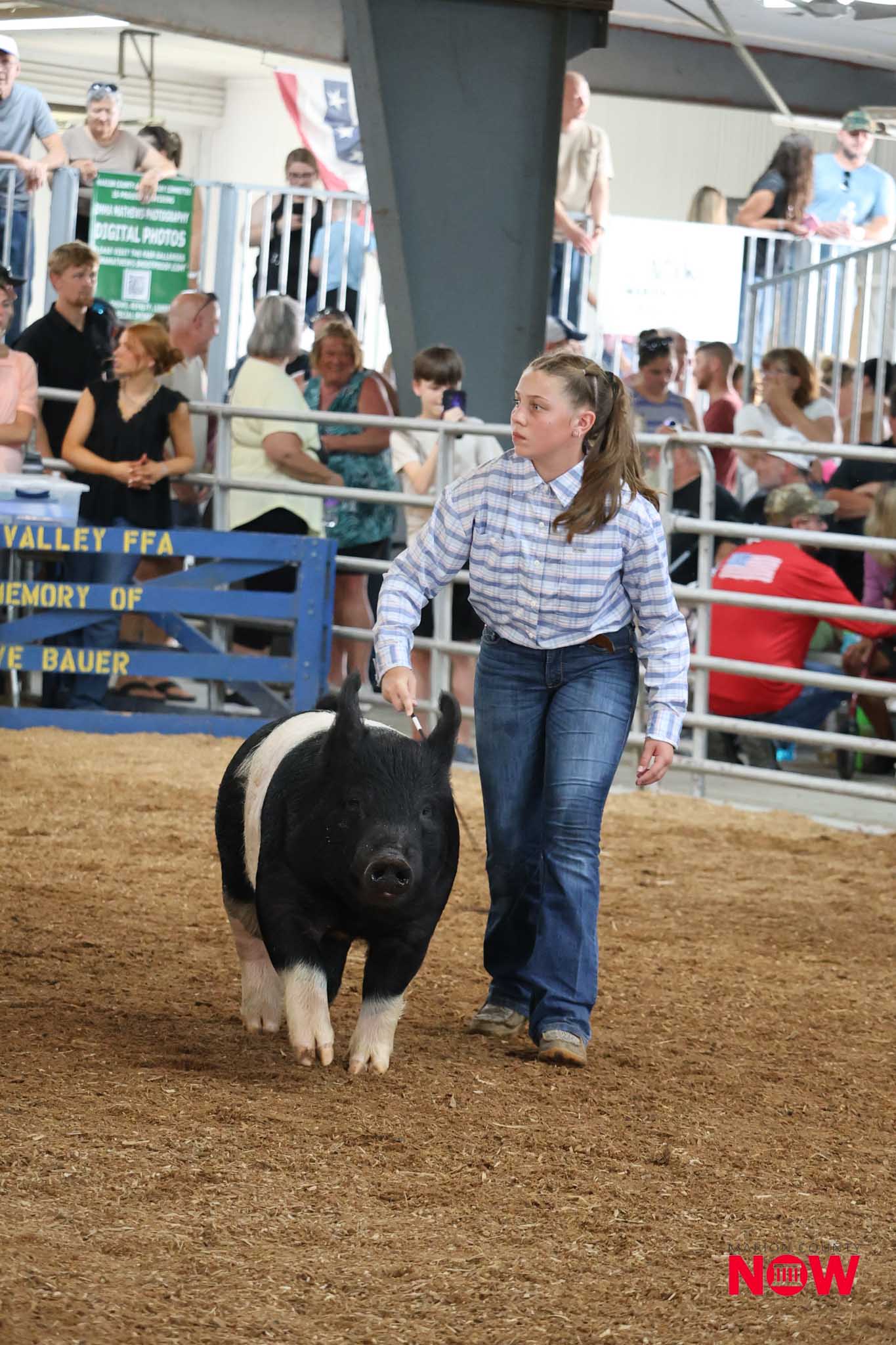 Girl in a plaid shirt and jeans leads a black-and-white pig through a livestock arena as spectators watch from behind a railing.