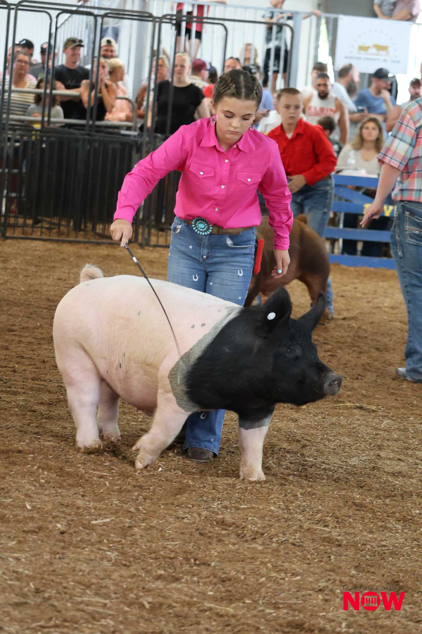 Girl in a bright pink shirt leads a large black-and-white pig through a dirt arena as spectators watch from behind metal barriers.