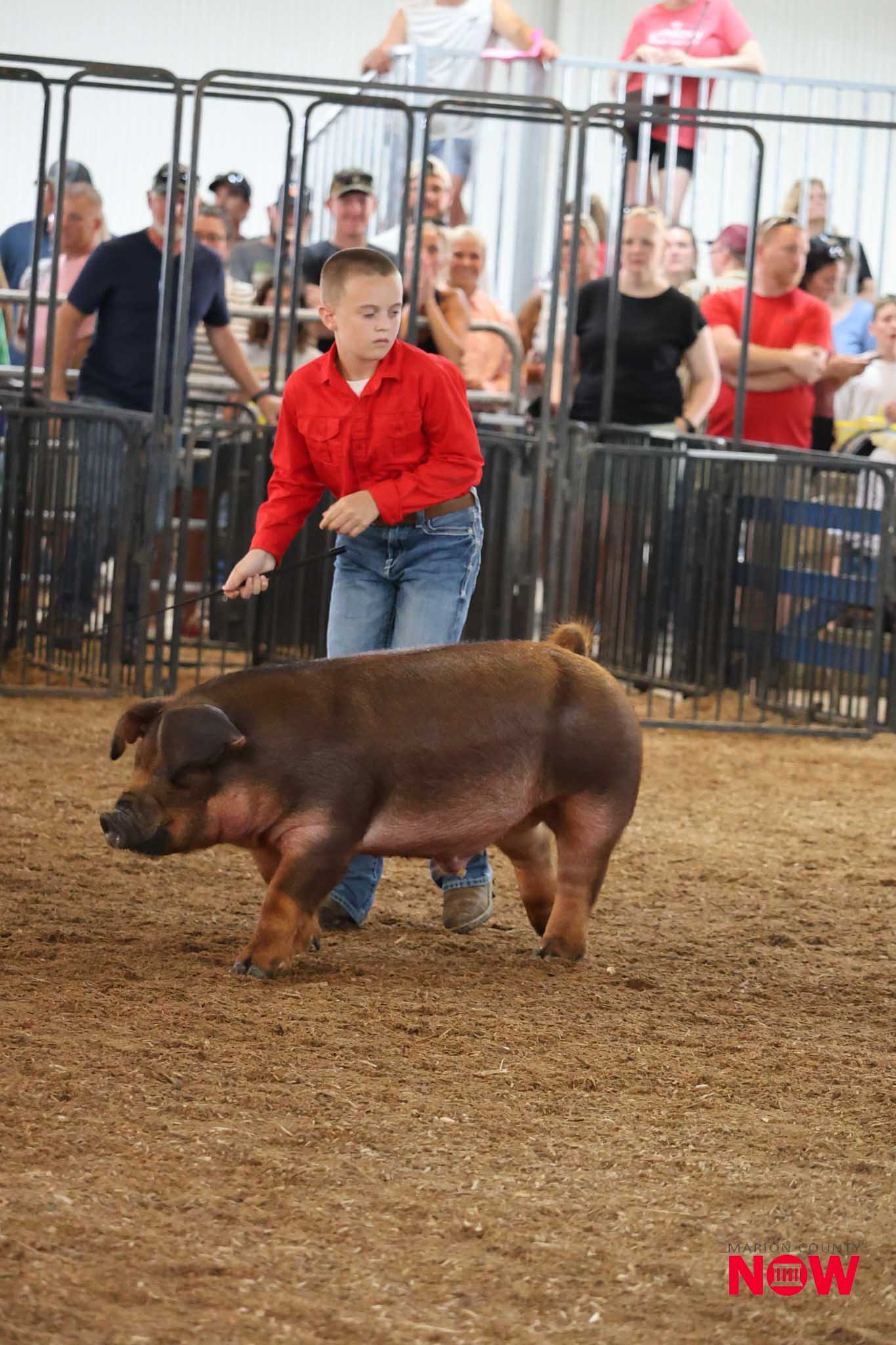 Boy in a red shirt leads a brown pig in a livestock show ring while a crowd watches from behind metal fencing.