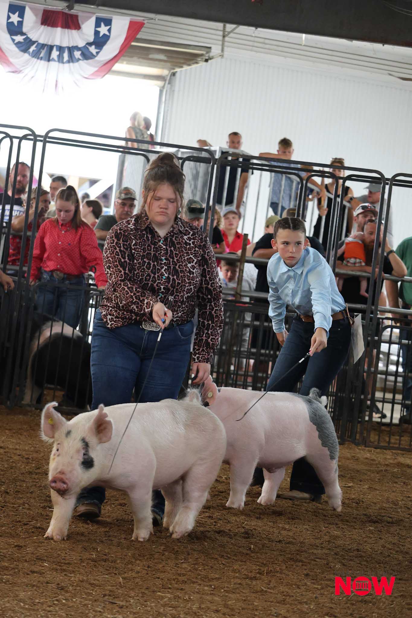 Two children guide white pigs on leashes inside a livestock show ring, with a crowd behind metal fencing and a patriotic banner overhead.