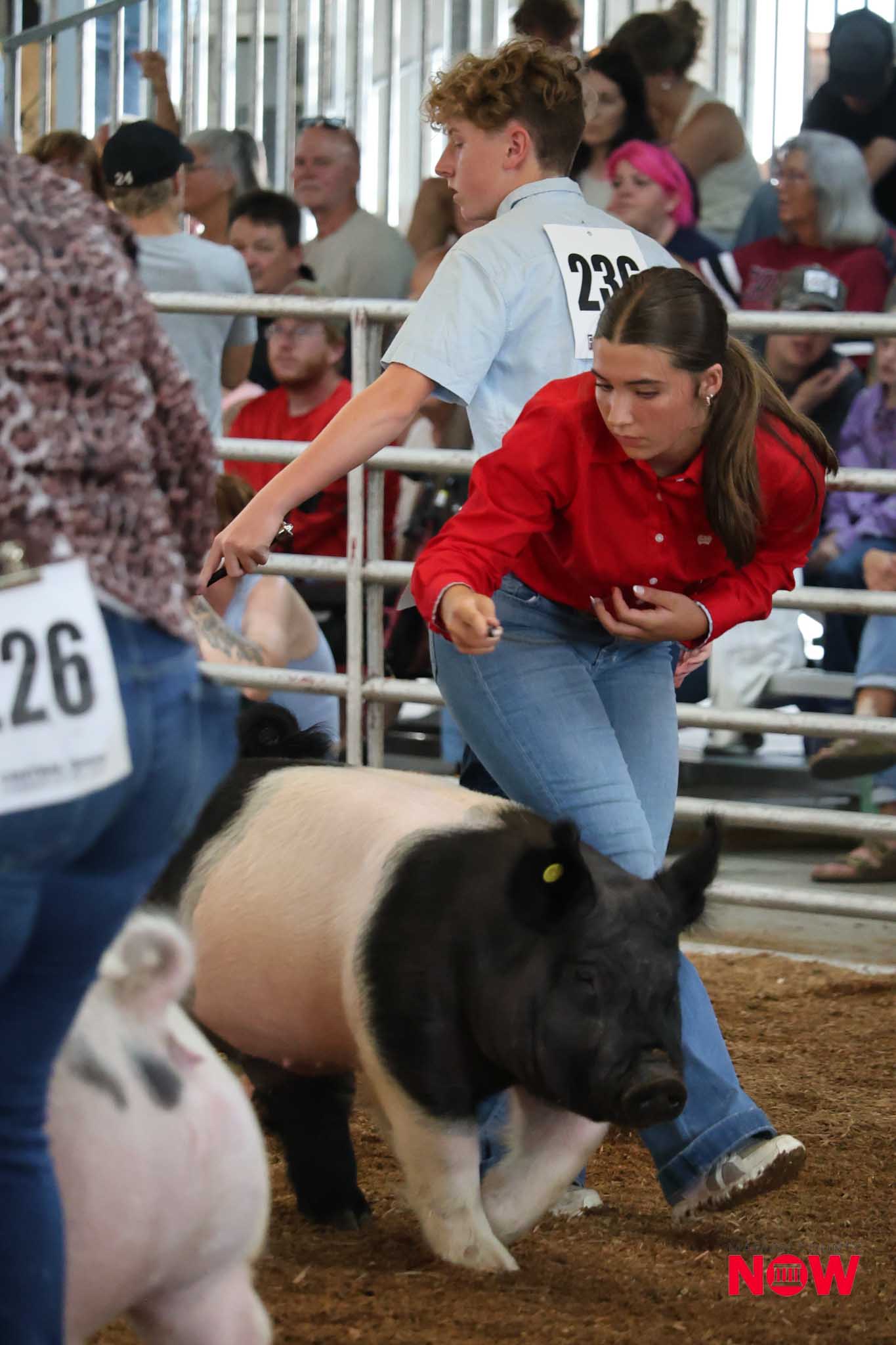 Young man in a light blue shirt with number 230 in a livestock arena, leaning toward a black-and-white calf as a crowd watches behind the rails.
