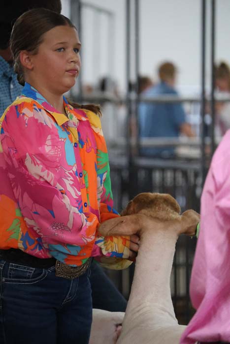 Young girl in a bright, colorful shirt holds a sheep's head at a livestock show or fairgrounds area.