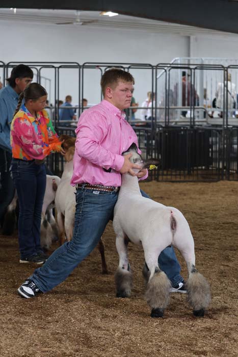 Man in a pink shirt leads a white show goat with fluffy legs in a livestock ring, with spectators and other animals in the background?