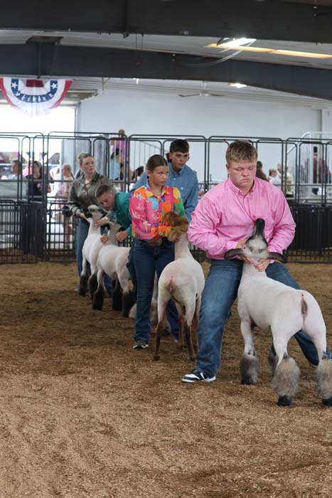 Young competitors guide white lambs in an indoor livestock show, spectators visible in the background.