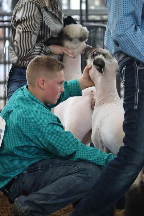 Boy in a teal shirt kneels and strokes a white goat as others watch in a livestock show pen.