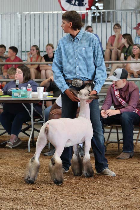 Man in a blue check shirt guiding a white show sheep with feathered legs at a crowded livestock show, with spectators in the background.
