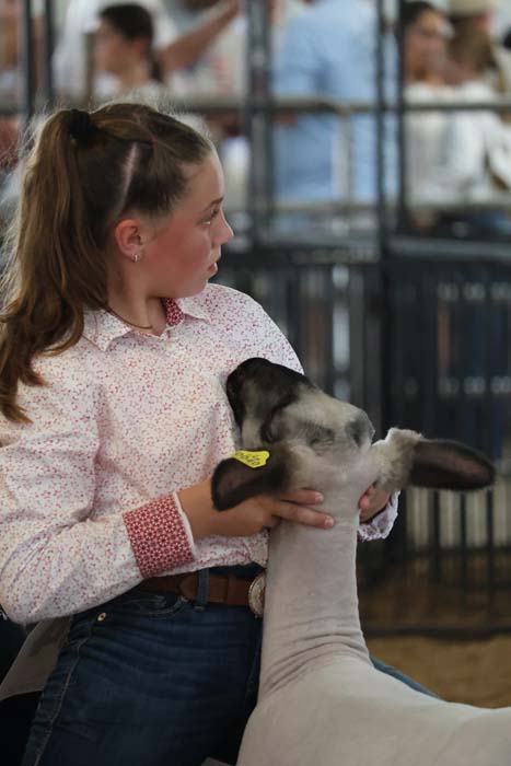 Young girl in a pink patterned shirt holds a light-colored llama at a fair, both facing left.