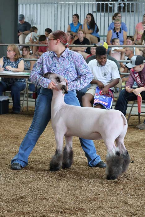 Person in a patterned shirt leads a white sheep with dark, fluffy legs in a show ring, with seated spectators in the background