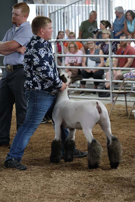 Boy in a blue floral shirt guides a white sheep with black feathered legs in a livestock show ring, with spectators watching from bleachers.