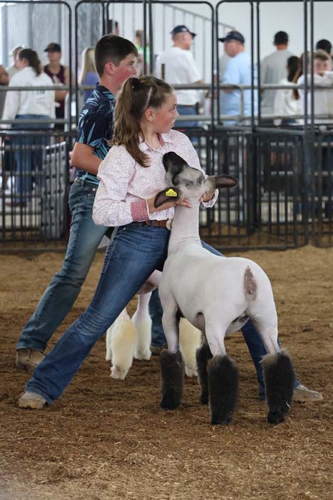 Two children guide a white lamb in a show ring, spectators behind metal barriers.
