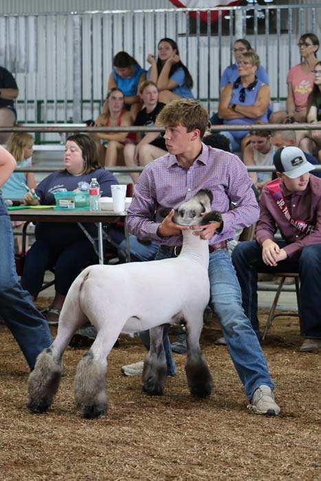 Man in a checkered shirt guides a white lamb with dark legs in a livestock show, with spectators in bleachers behind him.