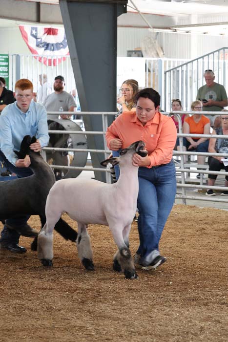 Woman in an orange shirt guides a white lamb in a show ring, with spectators behind the railing in the background.