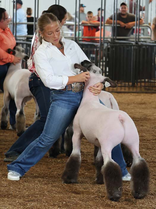 Woman in a white shirt and jeans guiding a sheep in a show ring as spectators watch in the background.