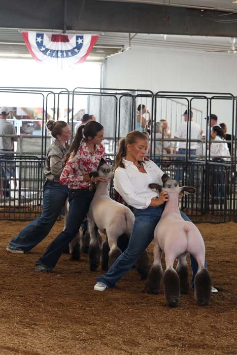 Women guide fluffy sheep in a livestock show ring, with onlookers and patriotic bunting overhead.