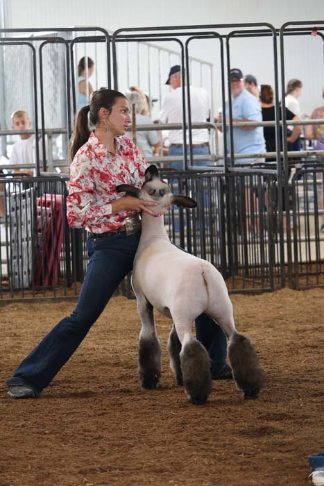 Woman in a floral shirt leads a white sheep with black legs through a livestock show ring, spectators behind a pen.