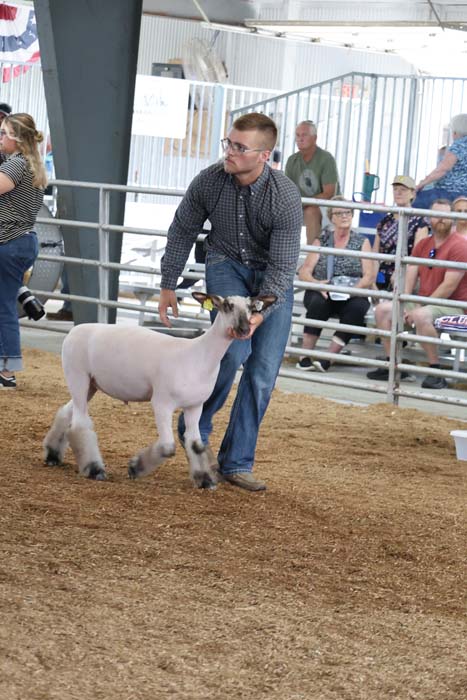 Man guiding a trimmed sheep in a fenced arena at a livestock show with spectators in the background.