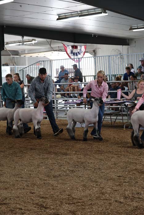 People guide white sheep in a ring at a livestock show with spectators watching behind a railing, indoors.