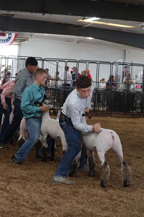 Youth show ring at a livestock competition, guiding white sheep/goats with handles as spectators watch behind barriers.