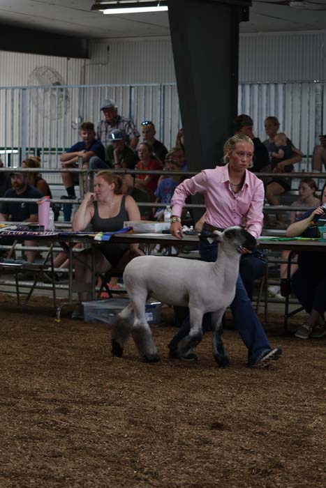 Young woman in a pink shirt guiding a white and gray sheep in an indoor livestock show arena, with spectators seated at tables in the background, watching closely.