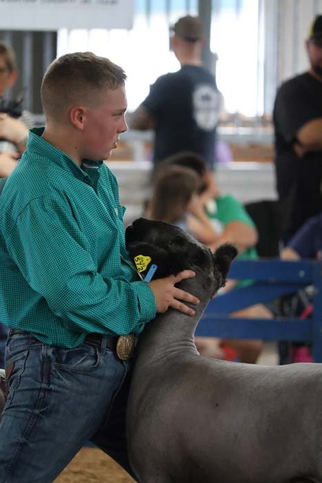 Young man in a teal shirt holding a gray cow with a blue ear tag at an indoor livestock show.