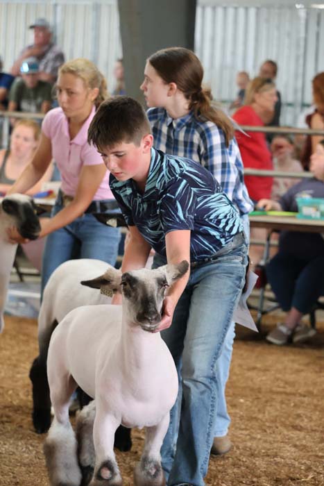 Teenager leading a white sheep in a livestock show ring as spectators watch in the background.