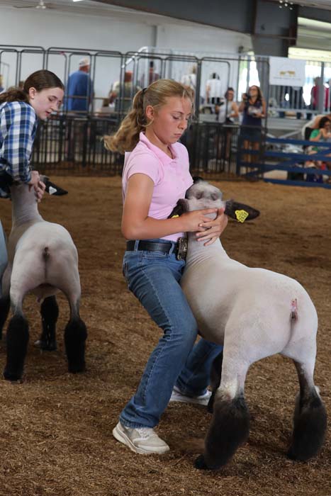 A girl in a pink shirt crouches to hold a lamb during a livestock show inside an arena, another contestant with a sheep in the background.