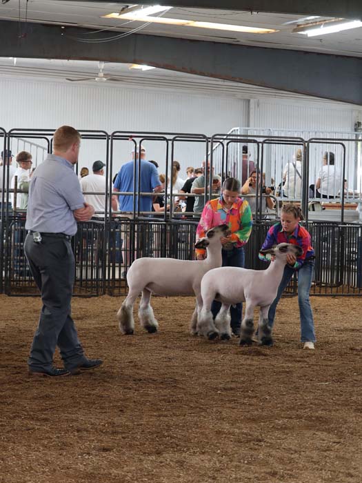 Two handlers in bright jackets present white lambs to a judge in an indoor livestock show arena as a man watches from the side.