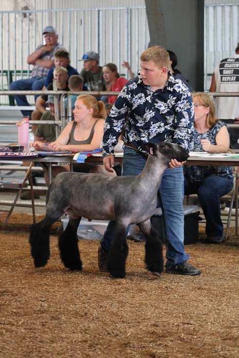 Man in a floral shirt guides a gray sheep with black legs in a livestock show ring, spectators seated behind a table.