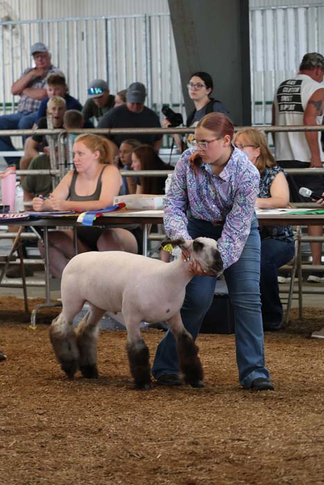Woman guiding a white sheep with dark feet in a livestock show ring, with spectators seated behind a railing under a barn-like structure.