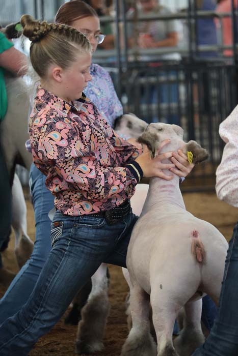 Girl in a patterned shirt gently handling a white lamb at a livestock show, with onlookers in the background.