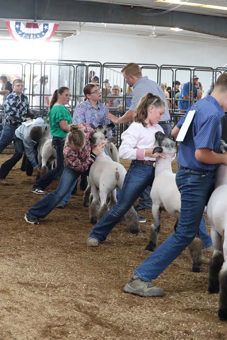 Children and adults guide white sheep in a show ring at a livestock competition inside a fenced arena.