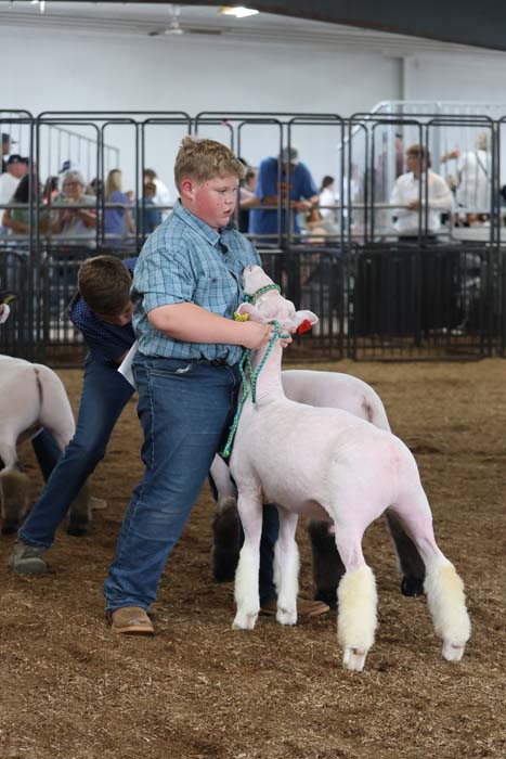 Young boy in a blue shirt leads a white lamb with a green halter at a livestock show.