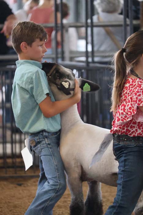 Boy in a light blue shirt gently holds a lamb at a livestock show.