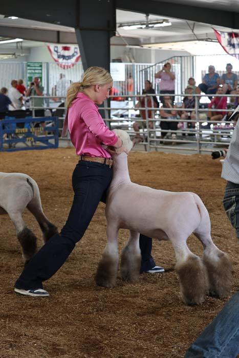 Woman in a pink shirt guiding a highly groomed white sheep in a show ring, with spectators in the background.