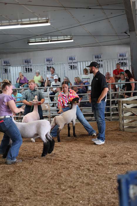 People lead white sheep in a dirt arena at a livestock show, while spectators sit and stand behind a railing in the background.