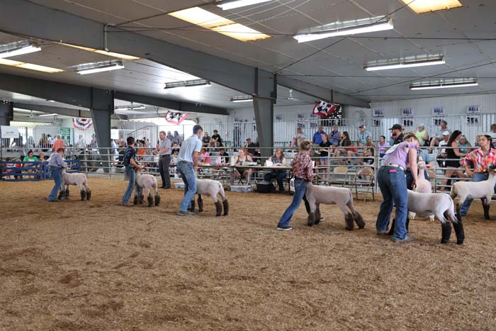 People guiding fluffy sheep around a dirt arena ring at an indoor livestock show, with spectators seated in the background.
