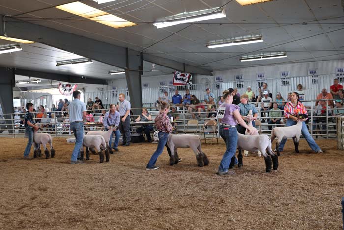 People guide fluffy sheep around a dirt arena in an indoor livestock show, with spectators in the background.
