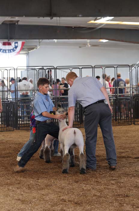 Young boy and an adult man guide a lamb in a show ring at a livestock exhibition indoors.