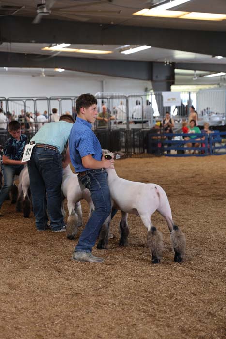 Young man in a blue shirt guiding a white sheep in an indoor livestock show arena, with other handlers and spectators in the background.