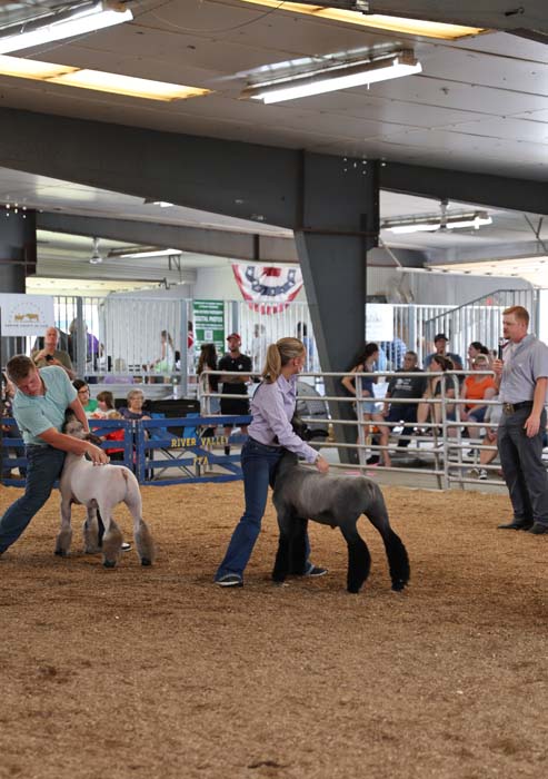 People in a livestock show arena guiding small sheep; spectators and judges watch from the stands in the background.