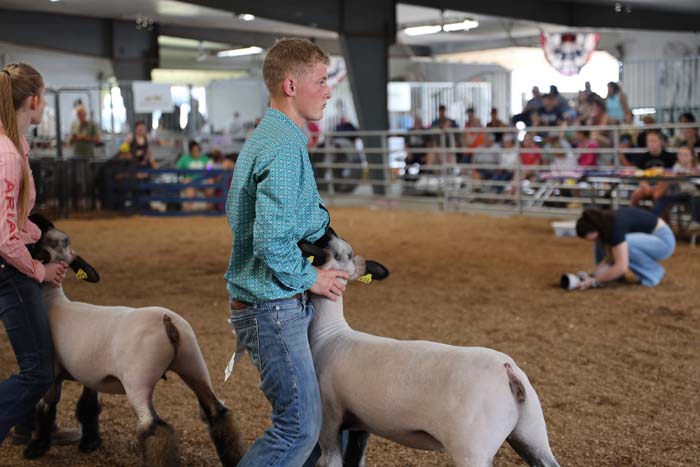 Young man in a teal shirt guiding a white sheep in a livestock show ring, with spectators behind the railing in the background.