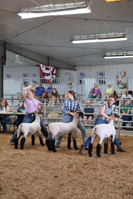 Three exhibitors in a barn arena lead white sheep in a show ring as spectators watch from the stands.