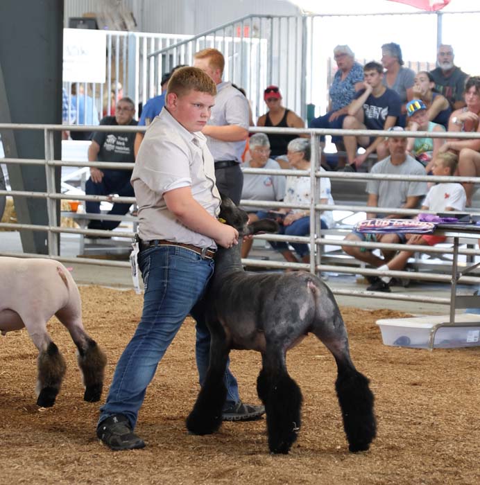 Boy in a beige shirt and jeans leans on a black show sheep in a ring as spectators look on in the stands behind the fence.