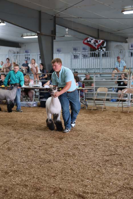 Man guiding a fluffy sheep in a show ring at a livestock competition, with spectators seated behind a railing.