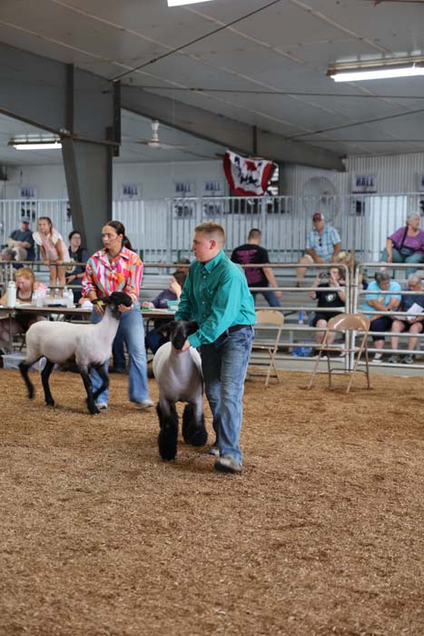 Two handlers guide fluffy sheep around a show ring as spectators watch from bleachers inside a livestock arena.