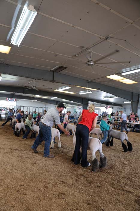People exhibit and handle sheep in a crowded indoor fair arena with overhead lights and metal beams.