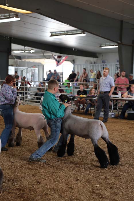 Boy in a turquoise shirt guiding a gray sheep with black legs in a livestock show ring inside a dusty arena, with spectators and a judge watching.